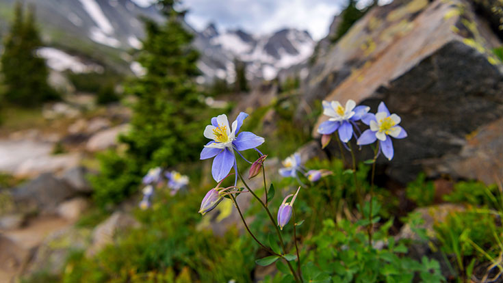 wildflower photo