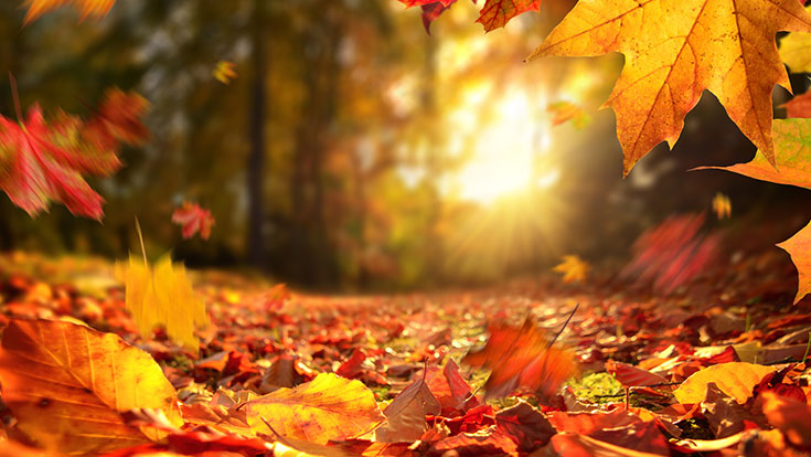Fall Availability Form