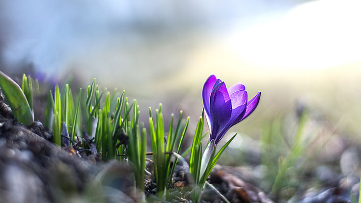 Spring Availability Form